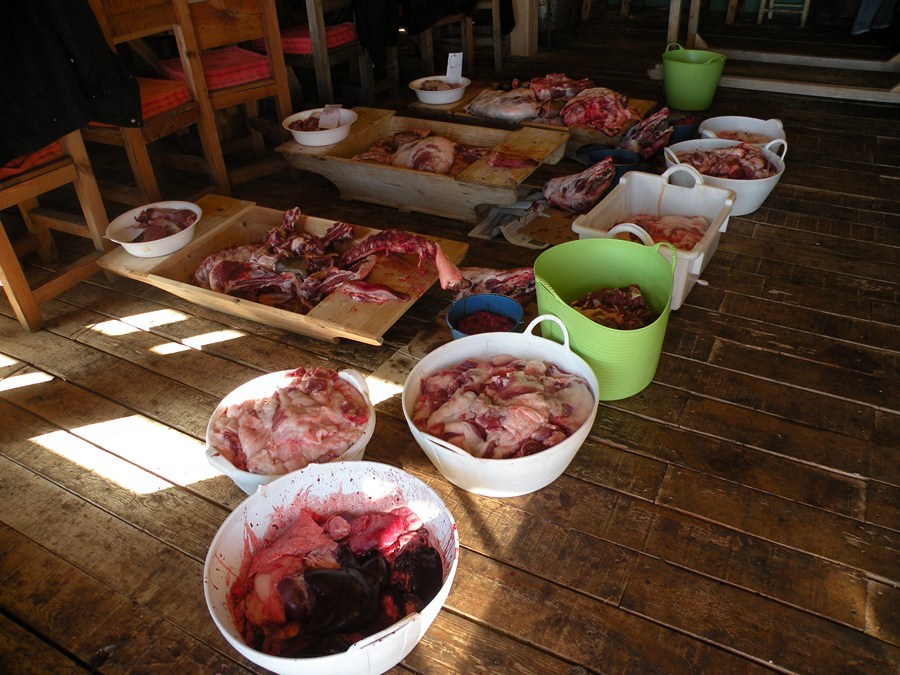 matanza de cerdo ibérico